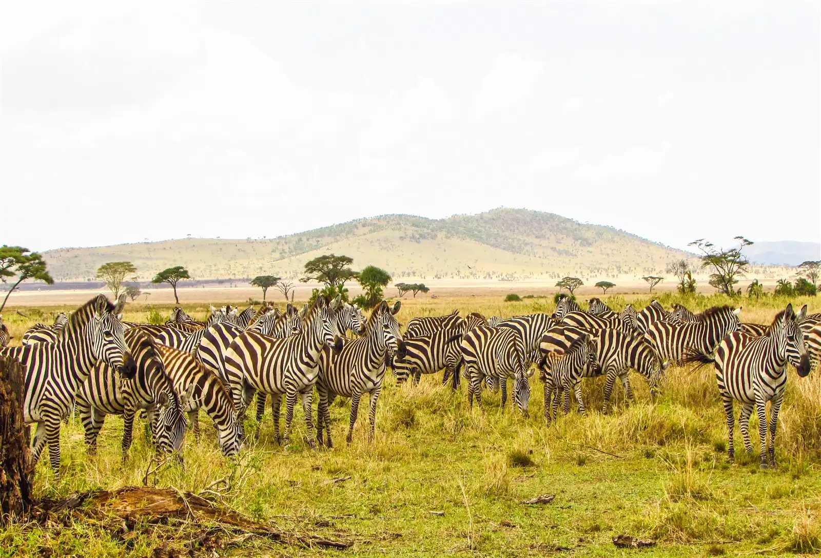 tanzania Safaris