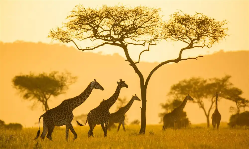 tanzania Safaris