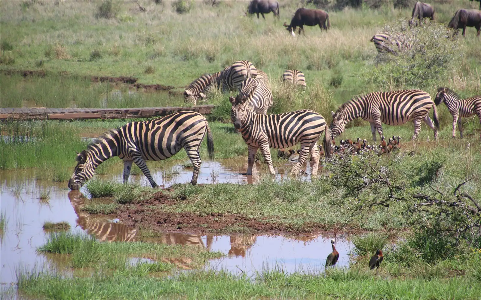 Where is Tarangire National Park? | Safari Stride 