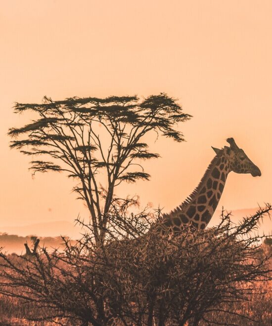 7 Days Tanzania Safari Adventure – From the Serengeti Plains to the Ngorongoro Crater