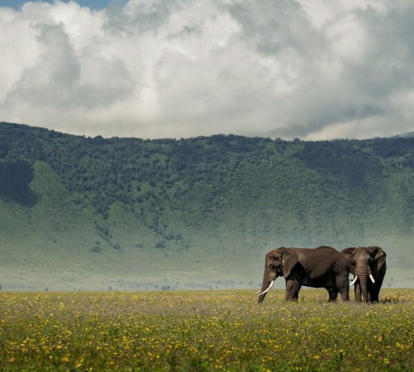 elephants in ngorongoro crater