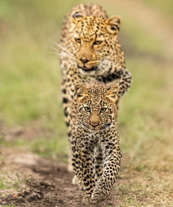 4-Day Tarangire, Serengeti & Ngorongoro Crater Safari