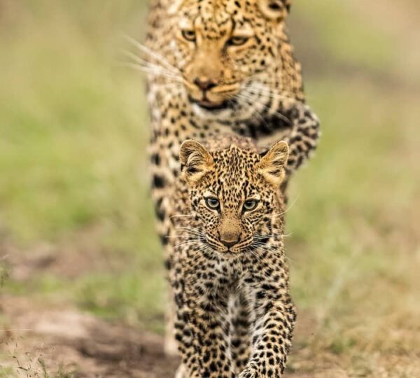 4-Day Tarangire, Serengeti & Ngorongoro Crater Safari