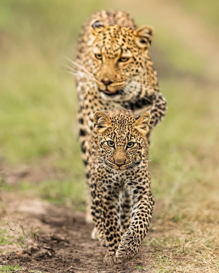 4-Day Tarangire, Serengeti & Ngorongoro Crater Safari