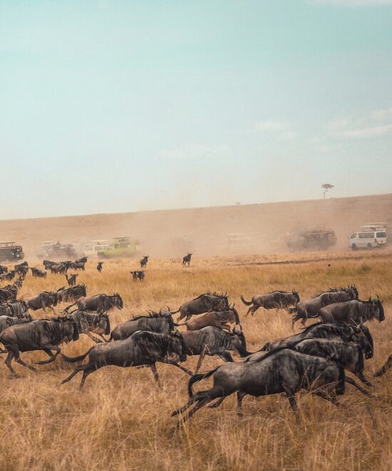 9-Day Tanzania Safari & Zanzibar Escape