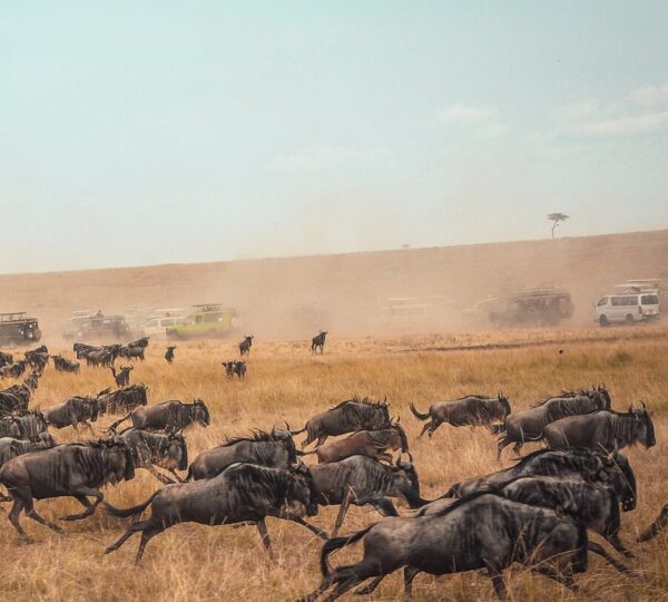 9-Day Tanzania Safari & Zanzibar Escape