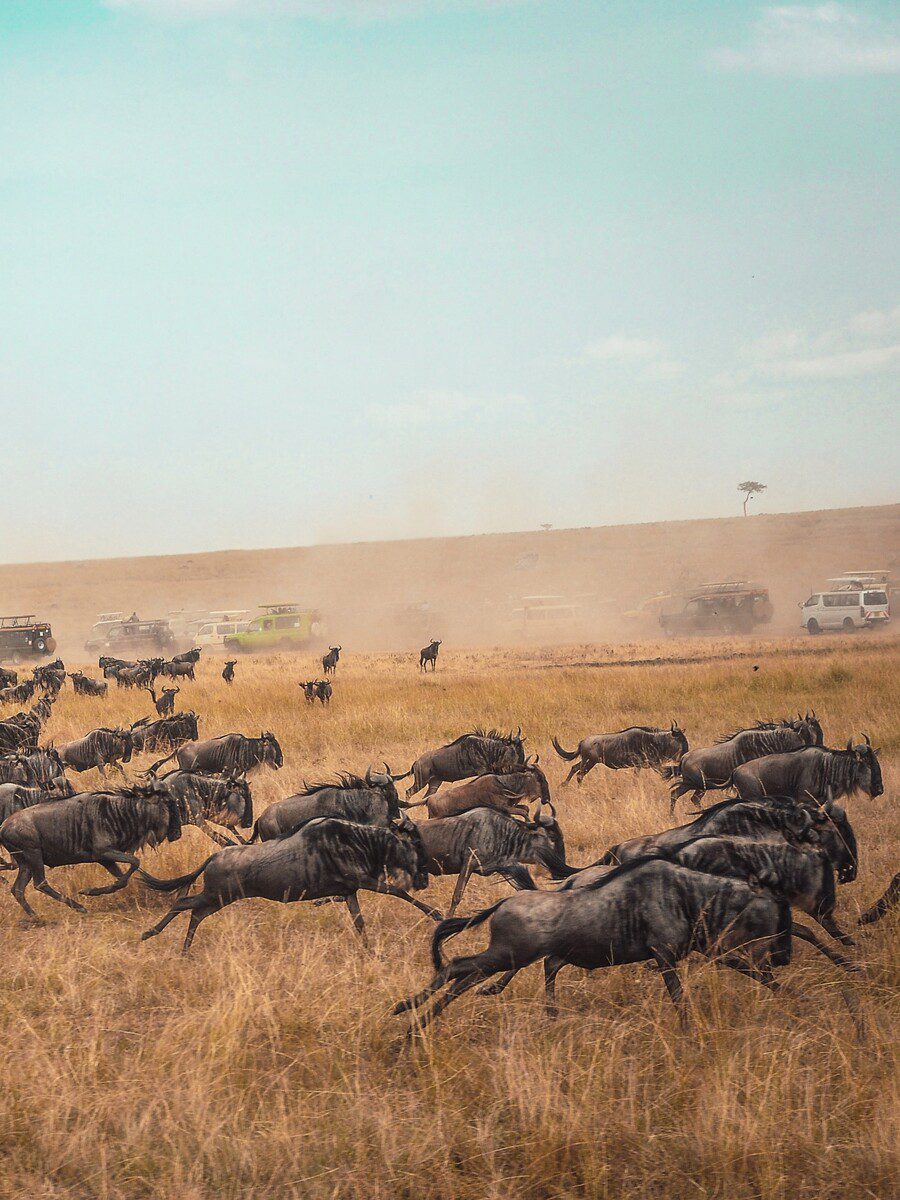 9-Day Tanzania Safari & Zanzibar Escape