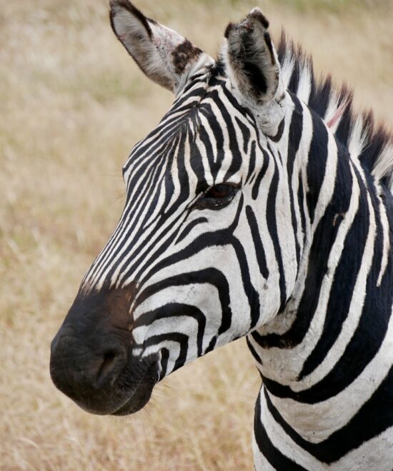 3-Day Tarangire, Ngorongoro & Lake Manyara Safari