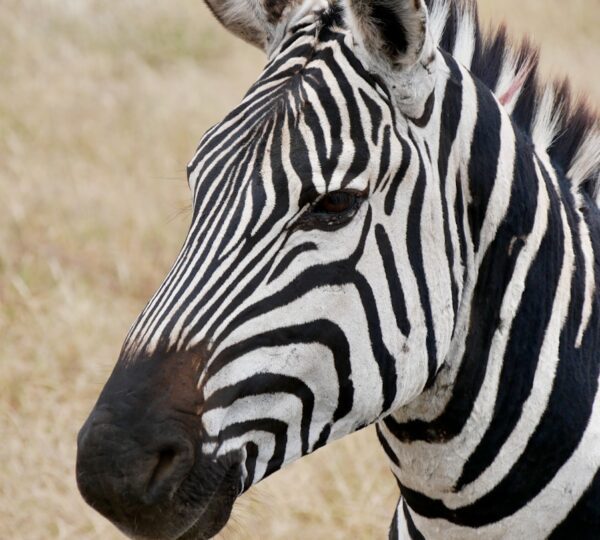 3-Day Tarangire, Ngorongoro & Lake Manyara Safari