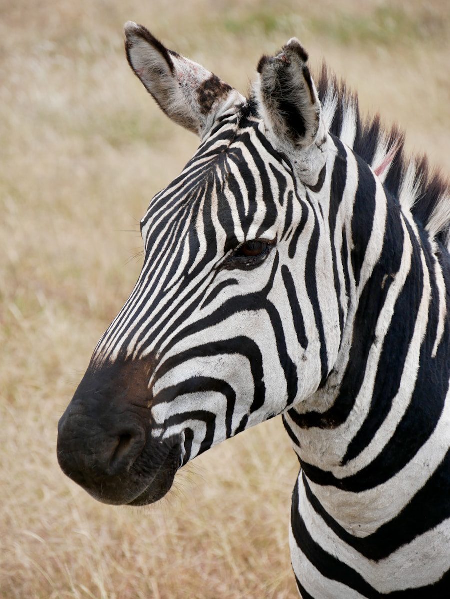 3-Day Tarangire, Ngorongoro & Lake Manyara Safari