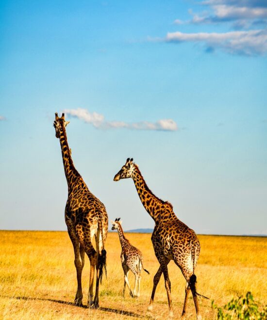 5-Day Tarangire, Serengeti & Ngorongoro Safari