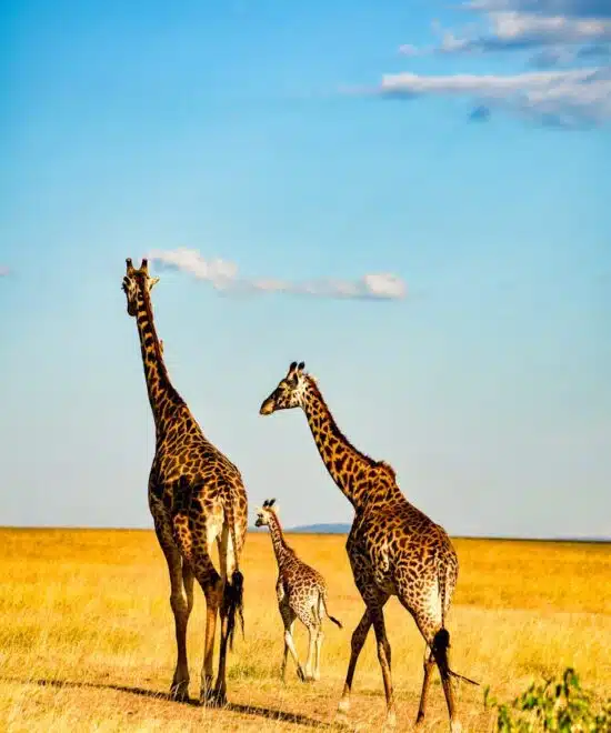 5-Day Tarangire, Serengeti & Ngorongoro Safari