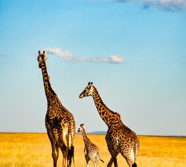 5-Day Tarangire, Serengeti & Ngorongoro Safari