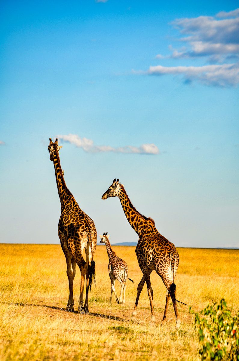 5-Day Tarangire, Serengeti & Ngorongoro Safari