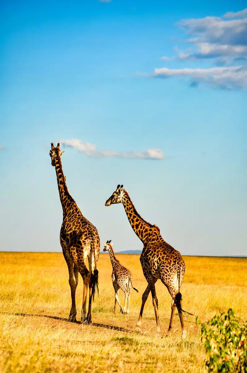 5-Day Tarangire, Serengeti & Ngorongoro Safari