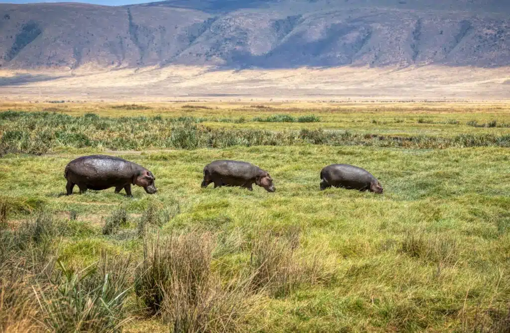 black rhinoceros on green grass field during daytime in ngorongoro