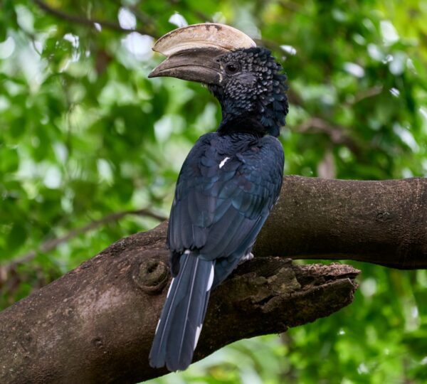blue and yellow long beak bird on brown tree branch during daytime
