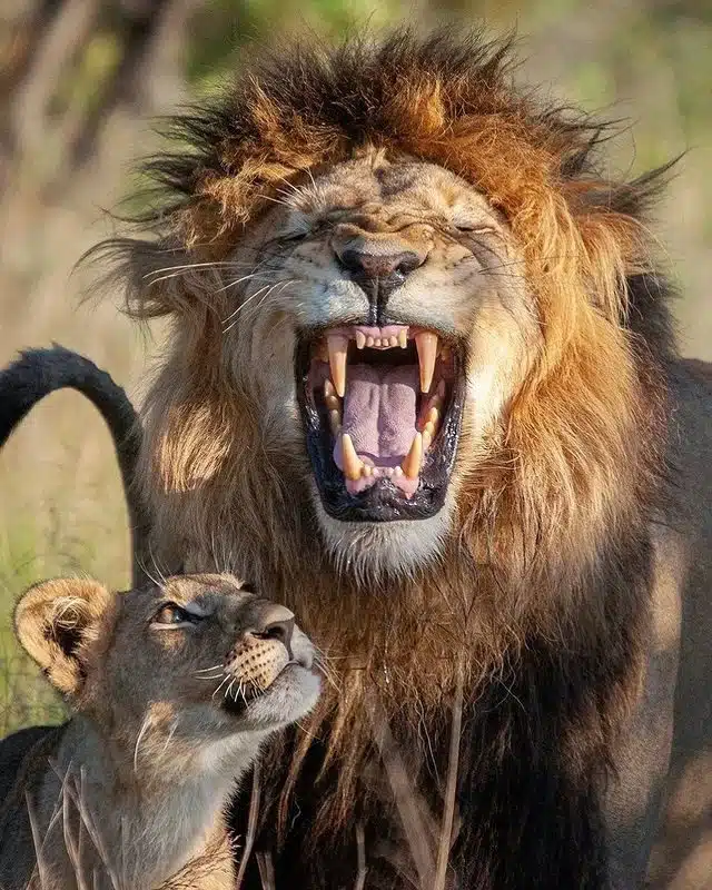 Wildlife Safari