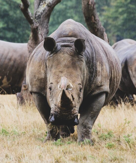 6-Day Tarangire, Serengeti & Ngorongoro Safari