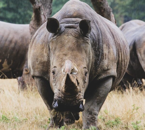 6-Day Tarangire, Serengeti & Ngorongoro Safari