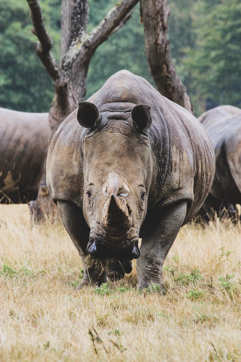 6-Day Tarangire, Serengeti & Ngorongoro Safari