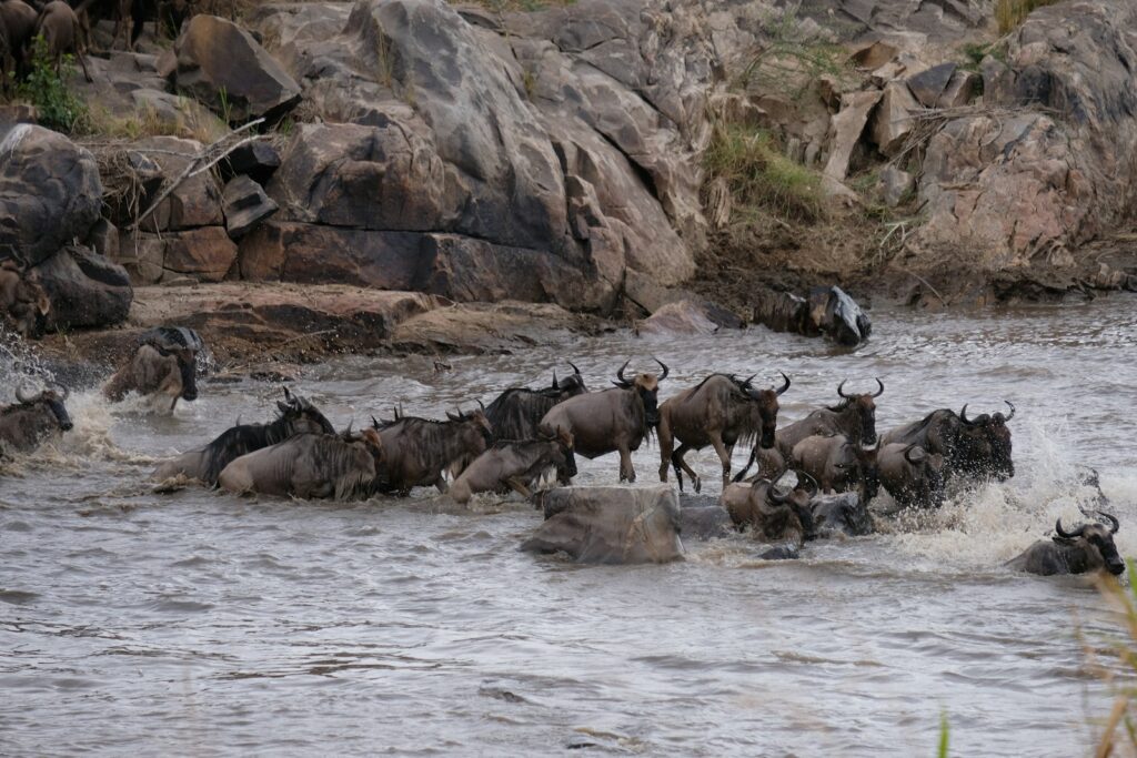Experience the Great Migration in Serengeti National Park