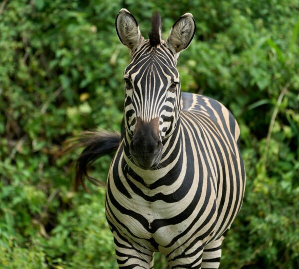 zebra standing on green grass during daytime