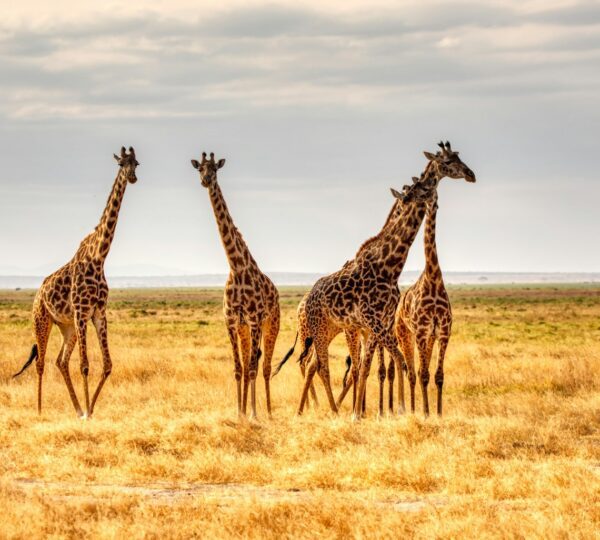 three giraffes on brown grass field during daytime