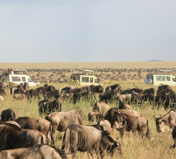 herd of elephants on green grass field during daytime