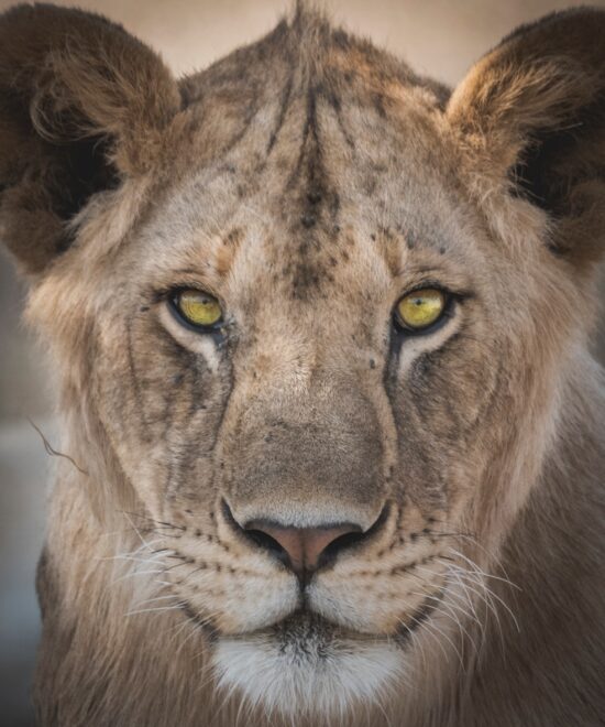 7-Day Tanzania Safari Adventure