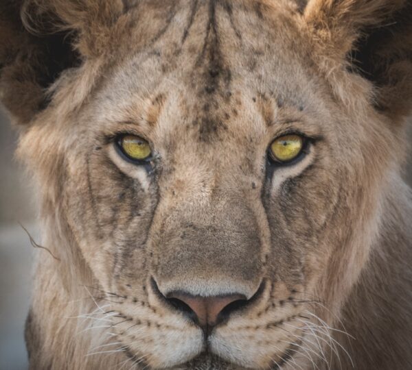 7-Day Tanzania Safari Adventure