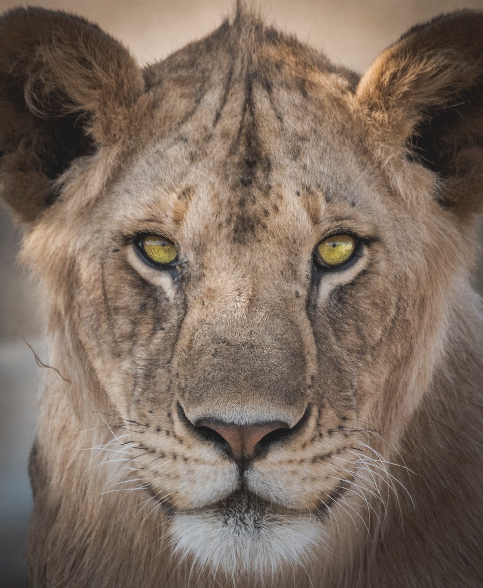 7-Day Tanzania Safari Adventure
