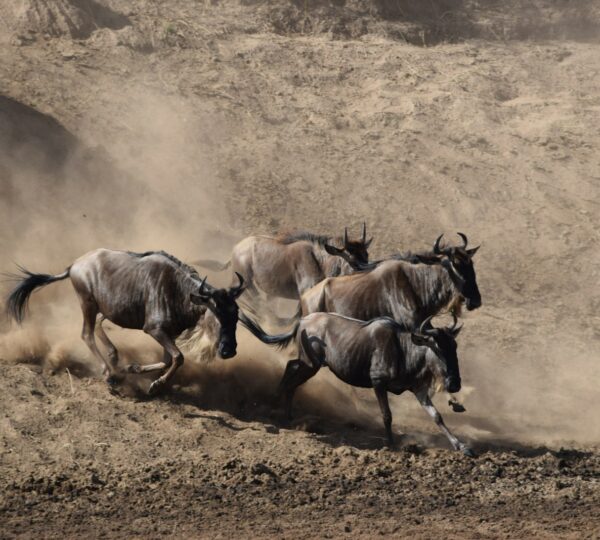 a group of animals running in a field