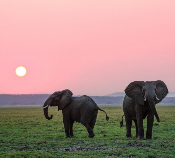 two grey elephants on grass plains during sunset