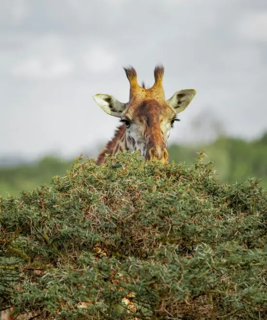 Arusha National Park
