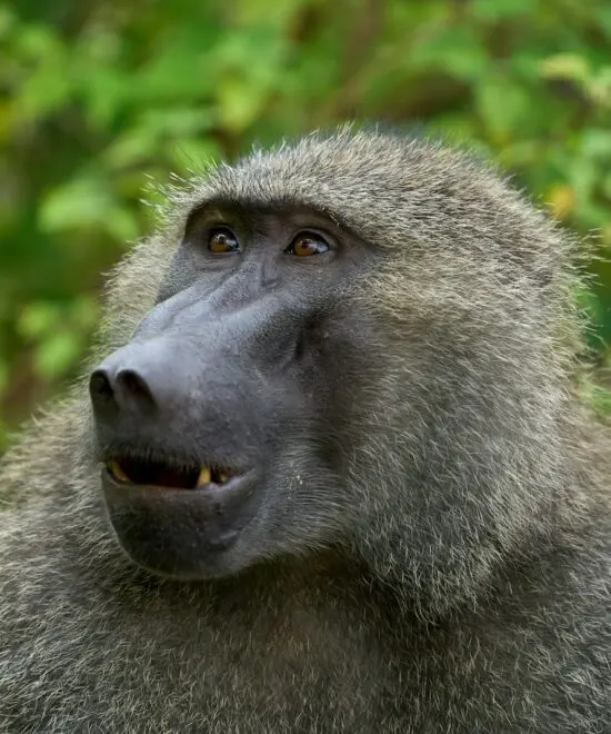 Manyara National Park