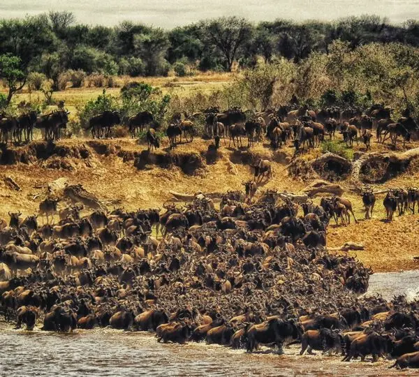 herd of buffalos