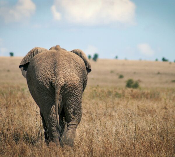 black elephant walking across brown grassland under cloudy sky