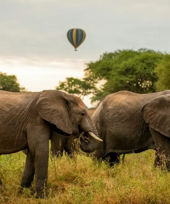 Tarangire National Park