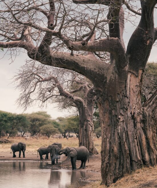 2-Days Ngorongoro & Tarangire Safari