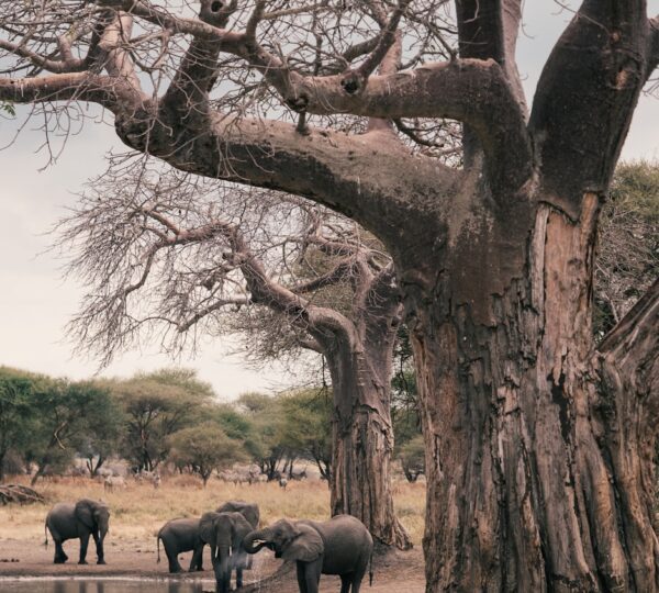 2-Days Ngorongoro & Tarangire Safari