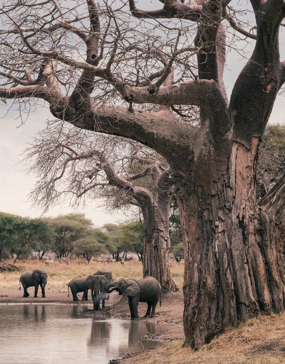 2-Days Ngorongoro & Tarangire Safari