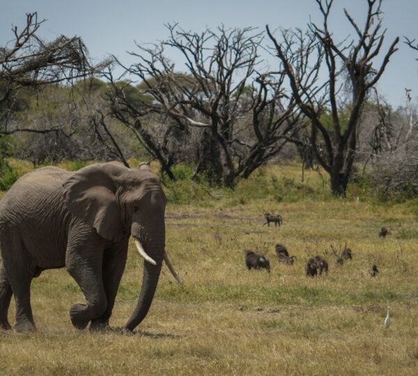 a large elephant walking through a dry grass field