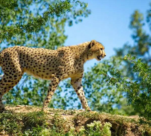 cheetah walking on large rock