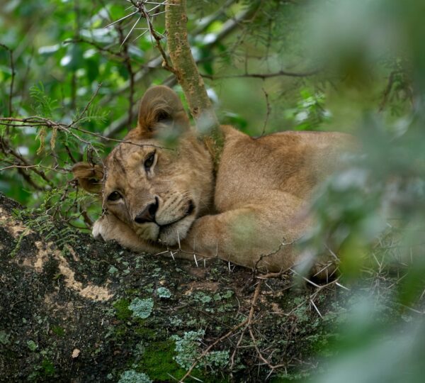 brown lioness lying on brown rock during daytime