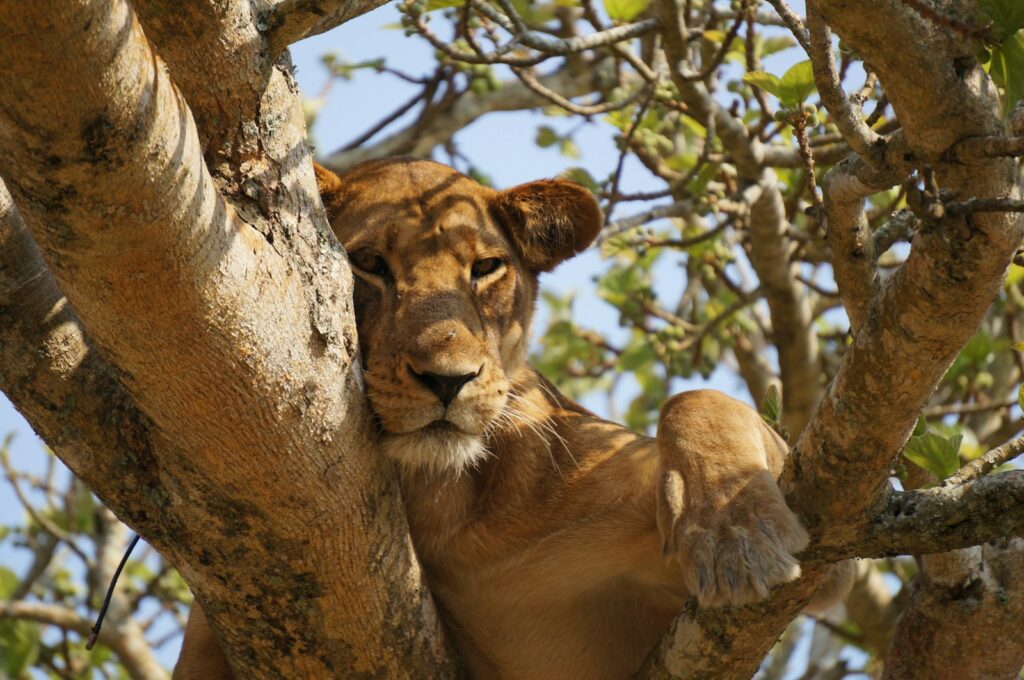 lioness lying on gray tree during daytime in lake manyara