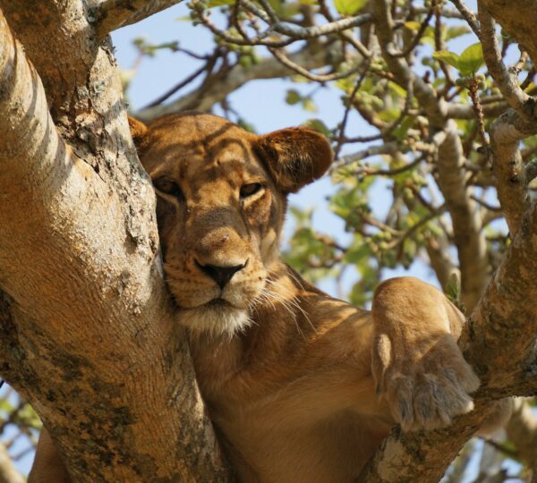 lioness lying on gray tree during daytime in lake manyara