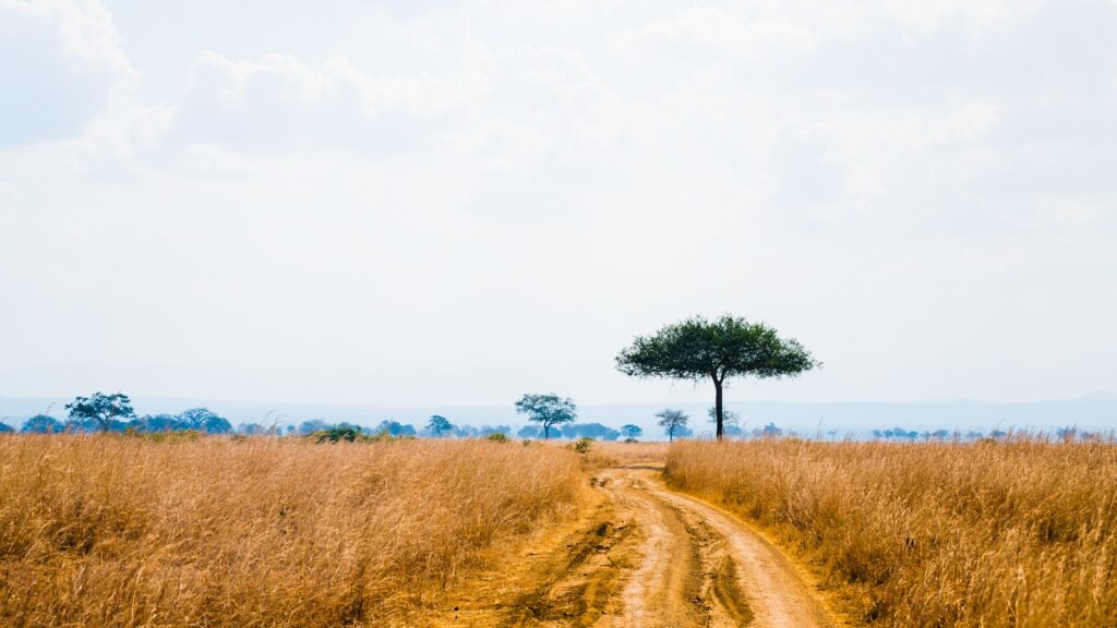 A dirt road in the middle of a field in mikumi