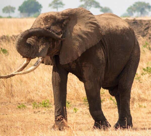 black elephant roaming on dried field at dayime