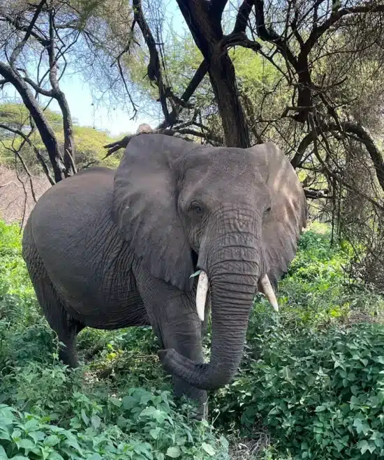 A Day Trip to Ngorongoro Crater: Africa’s Eden